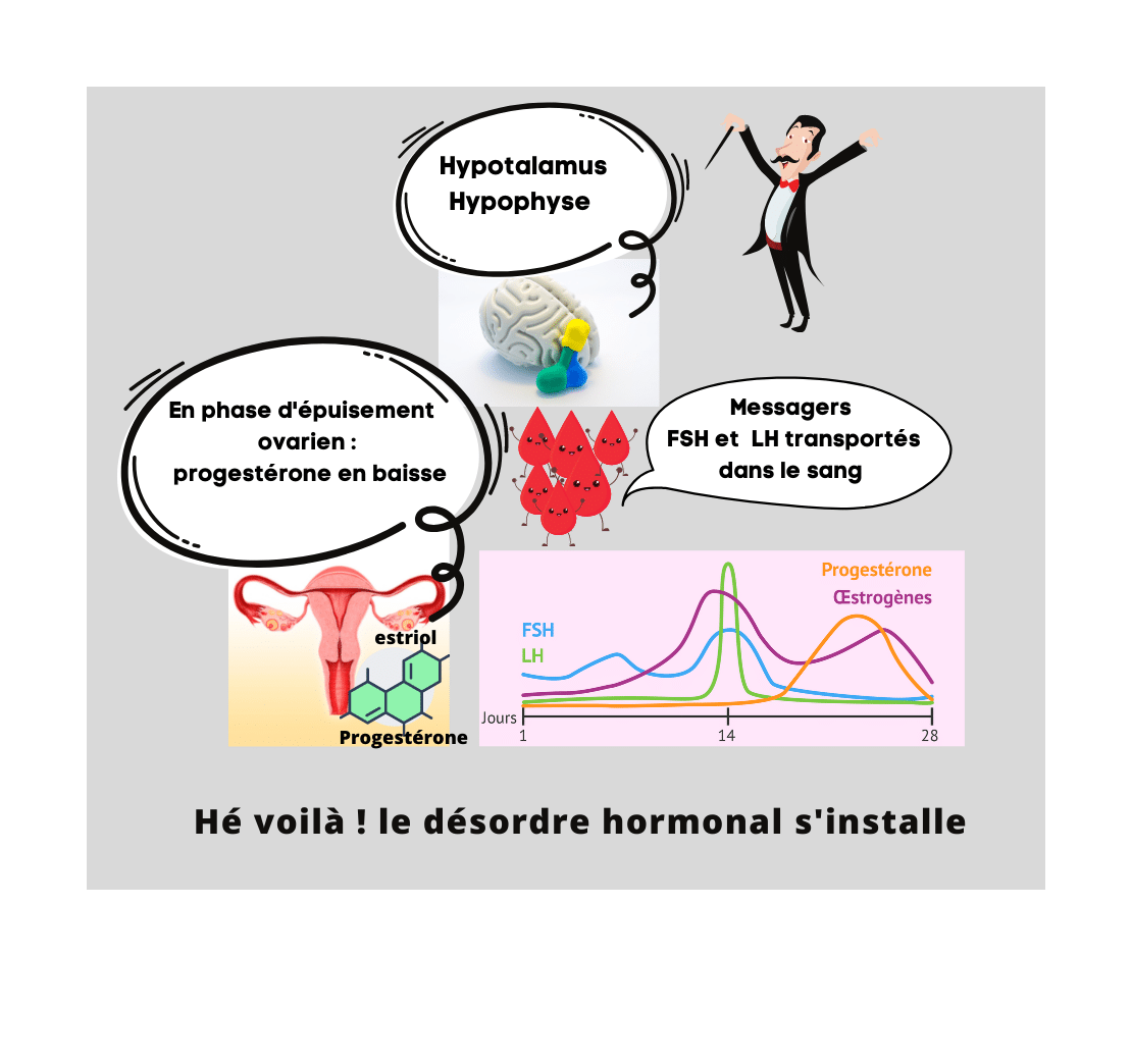 Déséquilibres hormonaux Fonctionnement cycles