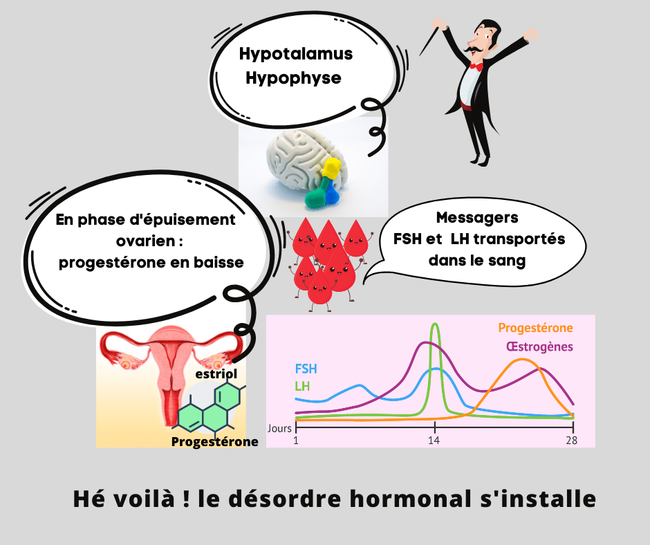 Déséquilibres hormonaux Fonctionnement cycles