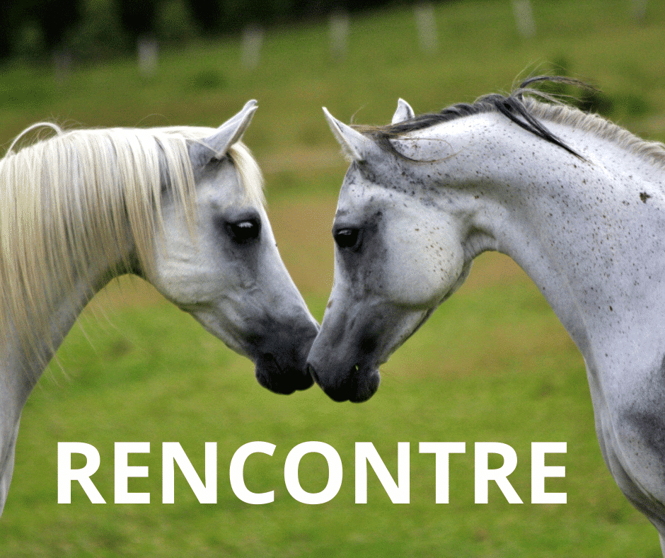 Force n° 4- La rencontre